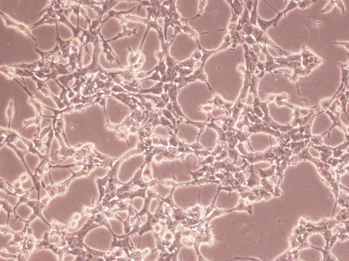 Сμ(x)NCTC1469